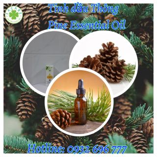 Tinh dầu Thông Pine essential oil nguyên liệu sản xuất nước hoa, xà phòng - 50ml giá sỉ