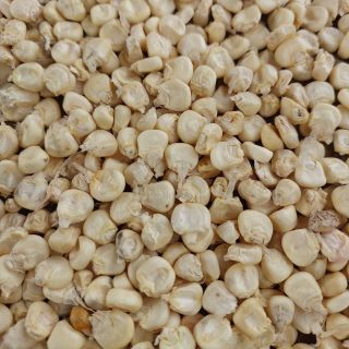 Bắp nếp trắng khô hạt