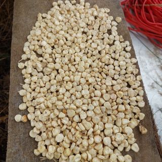 Bắp nếp trắng khô hạt