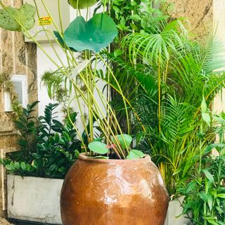 💥 Sale 30% trong tháng 6 các mẫu chum Bình Dương