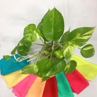 Khăn lụa tơ tằm Palacesilk, 100% silk, KT 180*90cm