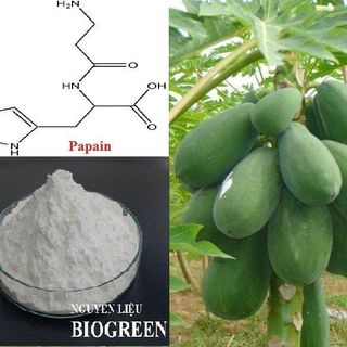 Biogreen cung cấp Enzym papain (CAS 9001-73-4) chất lượng cao, giá cả phải chăng và số lượng lớn