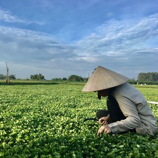 Rau má tươi