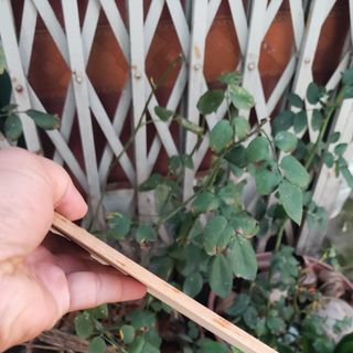 Gỗ thông nguyên tấm 5mm 14*50cm chuyên làm hàng thủ công