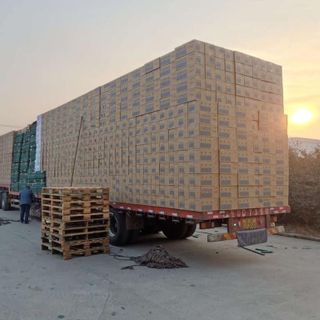 Xốp Oasis Mút cắm hoa loại 1 thấm hút tốt nhất