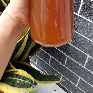 Mật ong ruồi rừng nguyên chất