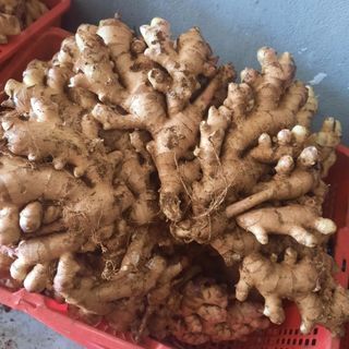 GỪNG ĐÔNG LẠNH / IQF GINGER IQF, FROZEN GINGER FROZEN TO EXPORT FROM AN VAN THINH FOOD COMPANY (AVTF / AVTFOOD)