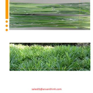 LÁ DỨA ĐÔNG LẠNH / LÁ THƠM ĐÔNG LẠNH / LÁ KHÓM ĐÔNG LẠNH / IQF PANDAN LEAVES IQF, FROZEN PANDAN LEAVES FROZEN TO EXPORT FROM AN VAN THINH FOOD COMPANY (AVTF / AVTFOOD)