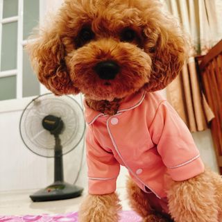 Đồ ngủ Pijama kiểu mới