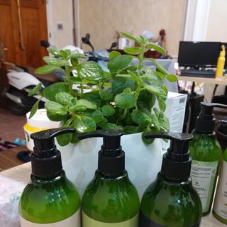 Dầu xả Hoa Bưởi Lục Thảo 300ml