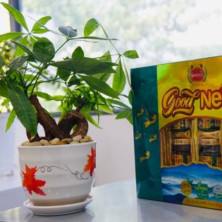 Tổ Yến Chưng Thảo Dược Đường Phèn Good Nest (H/6hũ/70ml)