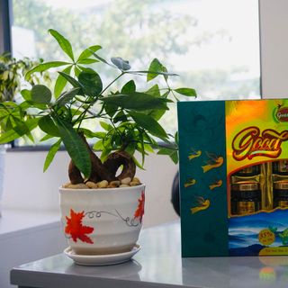 Tổ Yến Chưng Thảo Dược Đường Phèn Good Nest (H/6hũ/70ml)