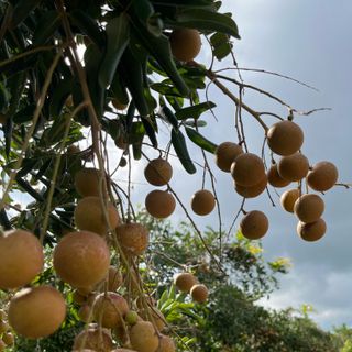 Nhãn xuồng cơm vàng nhà trồng