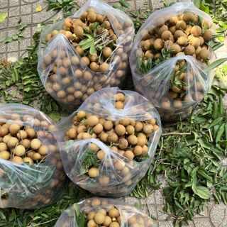 Nhãn xuồng cơm vàng nhà trồng