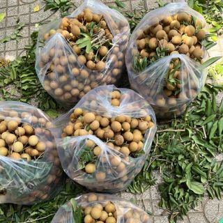 Nhãn xuồng cơm vàng nhà trồng