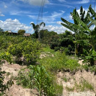 Nhãn xuồng cơm vàng nhà trồng