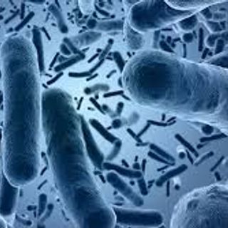 Bán men vi sinh Bacillus clausii tăng cường tiêu hóa cho thủy sản
