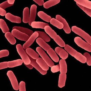 Bán men vi sinh Bacillus subtilis xử lý môi trường nước trong nuôi thủy sản