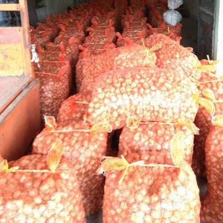 Hành ta Kinh Môn - Hải Dương - Loại thượng hạng