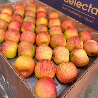 TÁO FUJI NAM PHI SIZE 198