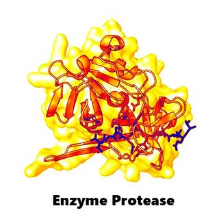 Bán Enzym protease giúp hỗ trợ tiêu hóa cho thủy sản giá sỉ