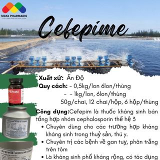 Combo thùng 12 chai Cefepime