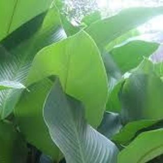 LÁ DONG ĐÔNG LẠNH, IQF DONG LEAVES IQF, FROZEN DONG LEAVES FROZEN TO EXPORT FROM AN VAN THINH FOOD COMPANY (AVTF / AVTFOOD)