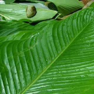LÁ DONG ĐÔNG LẠNH, IQF DONG LEAVES IQF, FROZEN DONG LEAVES FROZEN TO EXPORT FROM AN VAN THINH FOOD COMPANY (AVTF / AVTFOOD)