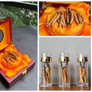 Đông trùng Hạ thảo Tây Tạng khô nguyên con size 5 con/gr loại hộp 3gr - Tổng 15 con