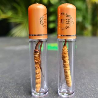 Đông Trùng Hạ Thảo Tây Tạng cao cấp mẫu 5 con - Size 5 - Thích hợp mua dùng để test thử chất lượng
