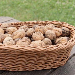 NHÂN ÓC CHÓ vàng Chi Lê