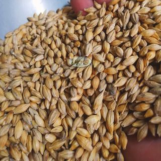Lúa mạch ( Đại mạch) chuyên dùng làm ngũ cốc gà đá, hạt trộn cho hamster, vẹt, Cu gáy