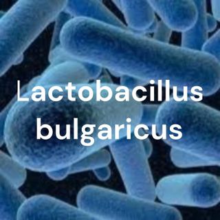 Cung cấp men vi sinh Lactobacillus bulgaricus giúp tăng cường miễn dịch cho thủy sản giá sỉ