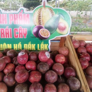 CHANH DÂY CẤP ĐÔNG