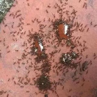 Thuốc diệt kiến gián