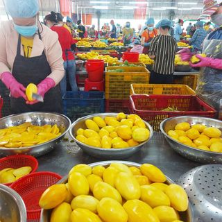 TRÁI CÂY SẤY - XOÀI SẤY