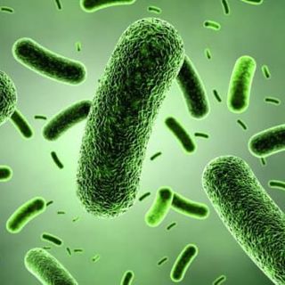 Bán chủng men vi sinh Lactobacillus bulgaricus