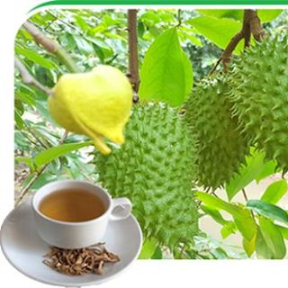 TRÀ MÃNG CẦU XIÊM