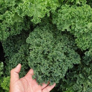 Hạt giống Cải kale xoăn xanh lùn Kale Scotch USA nhập khẩu Thái Lan giá sỉ