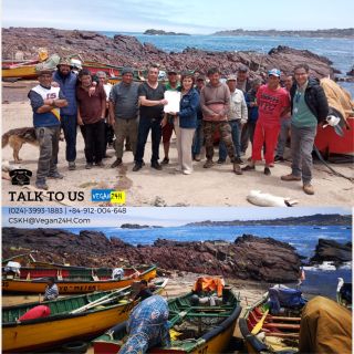 Tảo bẹ Nam Cực cắt khúc (ống to, ống nhỏ)  VEGAN24H xuất nhập khẩu rong biển Chile - Durvillaea Antarctica Kelp