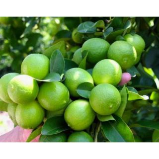 Chanh Không Hạt Long An