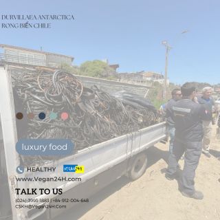 Tảo bẹ Nam Cực cắt khúc (ống to, ống nhỏ)  VEGAN24H xuất nhập khẩu rong biển Chile - Durvillaea Antarctica Kelp