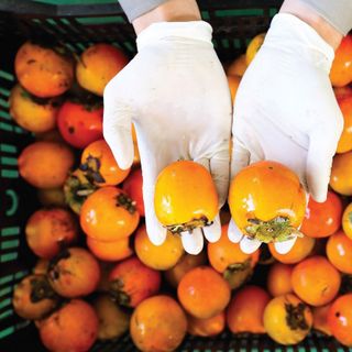 Hồng Treo gió, sấy khô, sấy dẻo Đà Lạt loại 1 loại 500gram