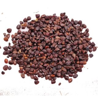 Hạt dổi