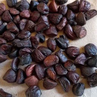 Hạt dổi