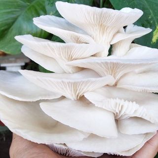 [GIÁ SỈ] Phôi Nấm Bào Ngư Trắng Trồng Tại Nhà - 10 Ngày Cho Ra Nấm