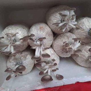 Bán Lẻ Phôi Nấm Bào Ngư Xám Để Trồng Tại Nhà