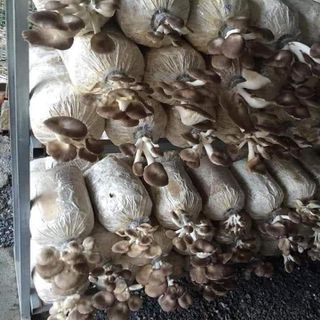 Bán Lẻ Phôi Nấm Bào Ngư Xám Để Trồng Tại Nhà