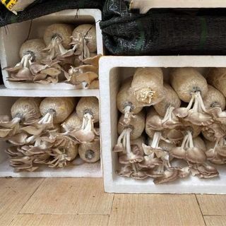 Bán Lẻ Phôi Nấm Bào Ngư Xám Để Trồng Tại Nhà