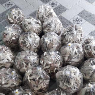 Bán Lẻ Phôi Nấm Bào Ngư Xám Để Trồng Tại Nhà